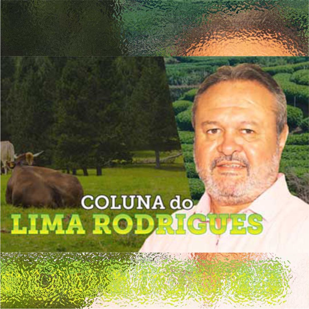 LIMA RODRIGUES